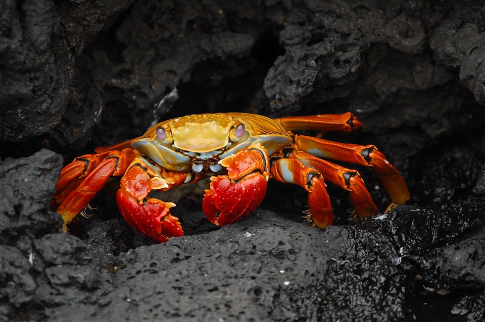 Shellfish cancer pliers