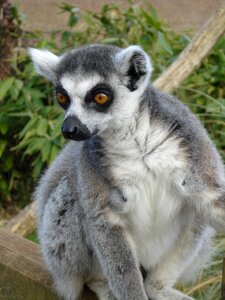 Lemur sitting