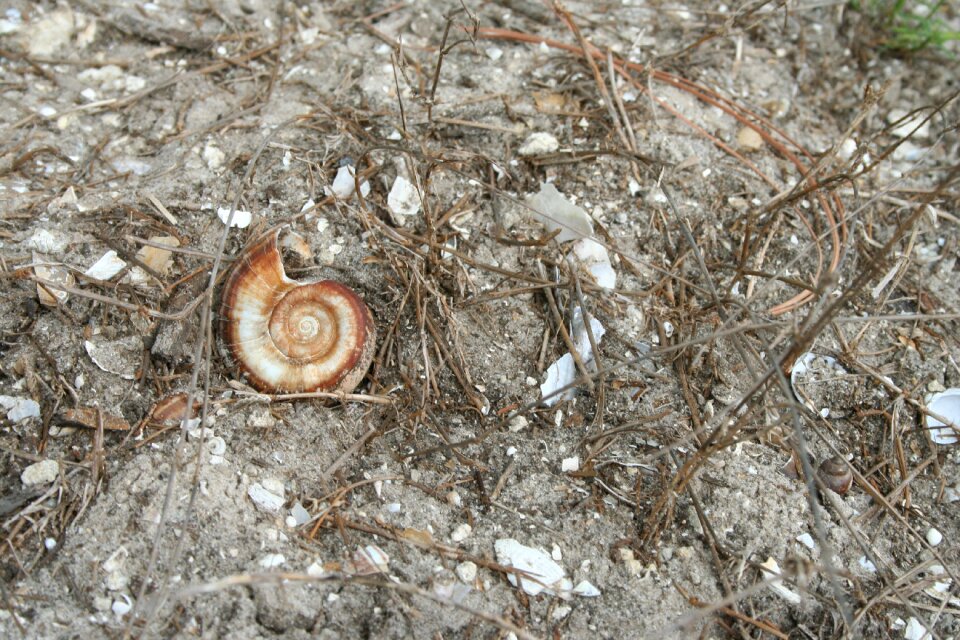 Abandoned snail spiral