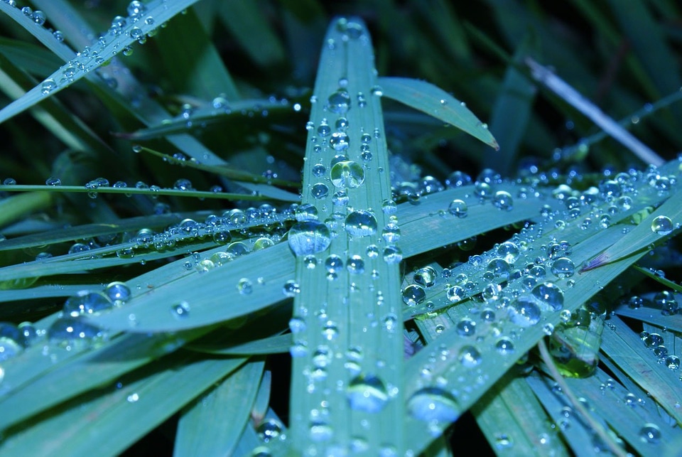 Wet grass plant