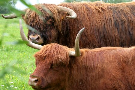 Bovine species pasture highlander photo