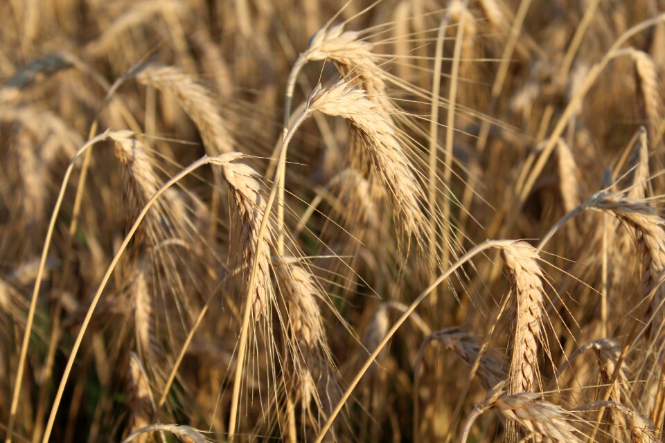 Food maturation flour