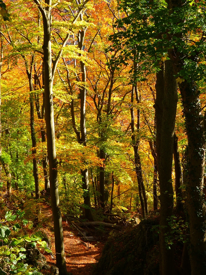 Trees leaves autumn photo