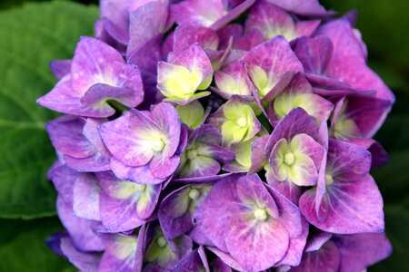 Bloom purple garden