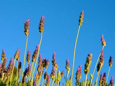 Nature aromatic flowers photo
