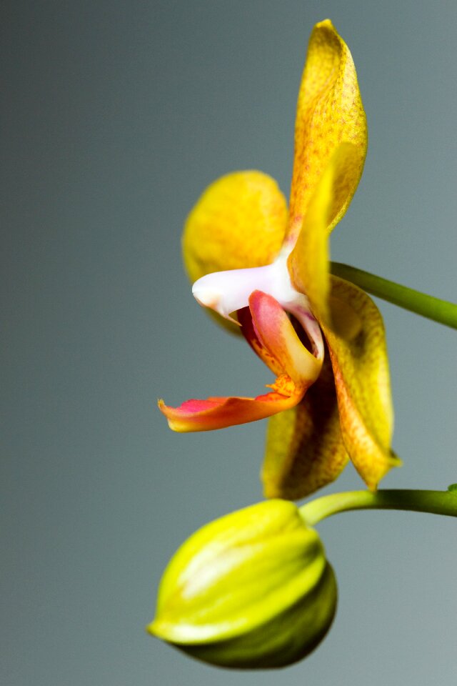 Orchid side macro