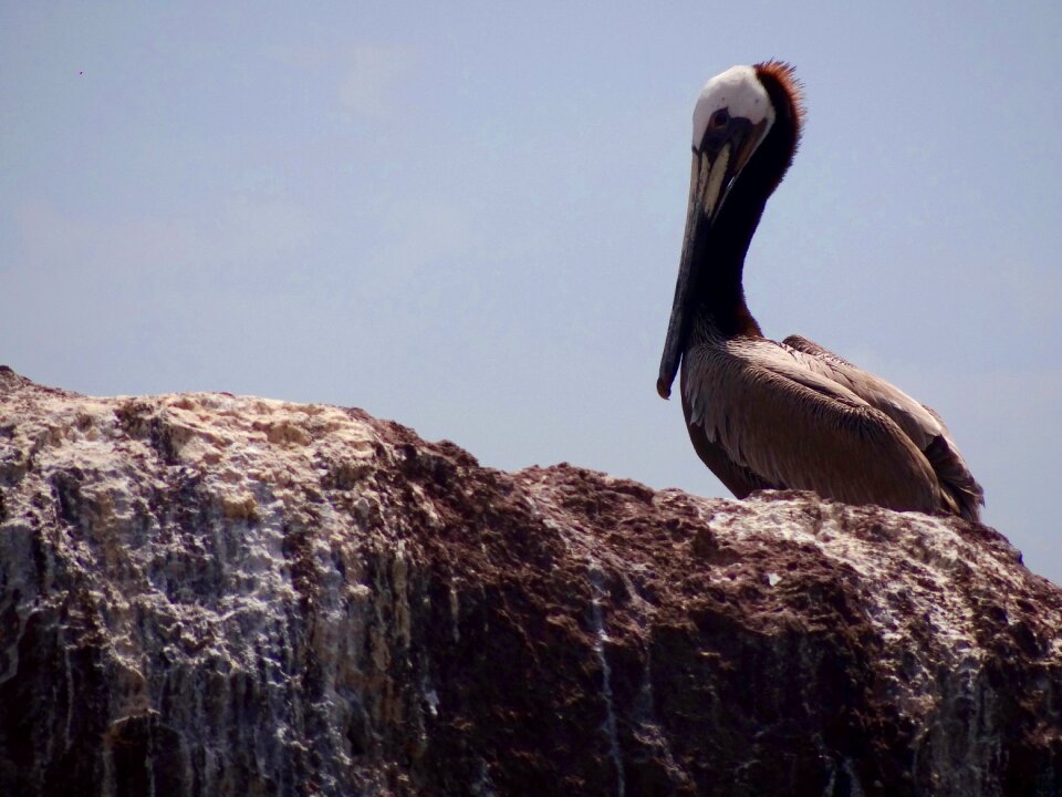Sea bird beach holiday