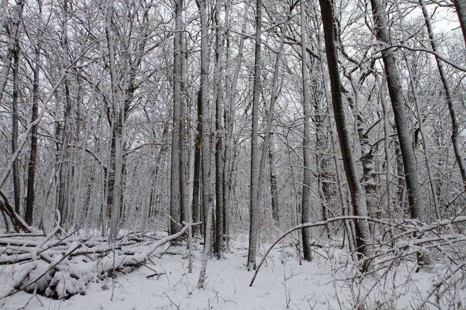 Landscape winter trees december