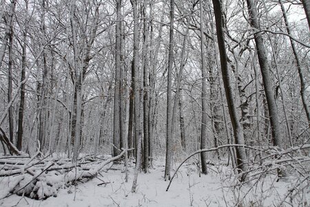 Landscape winter trees december photo