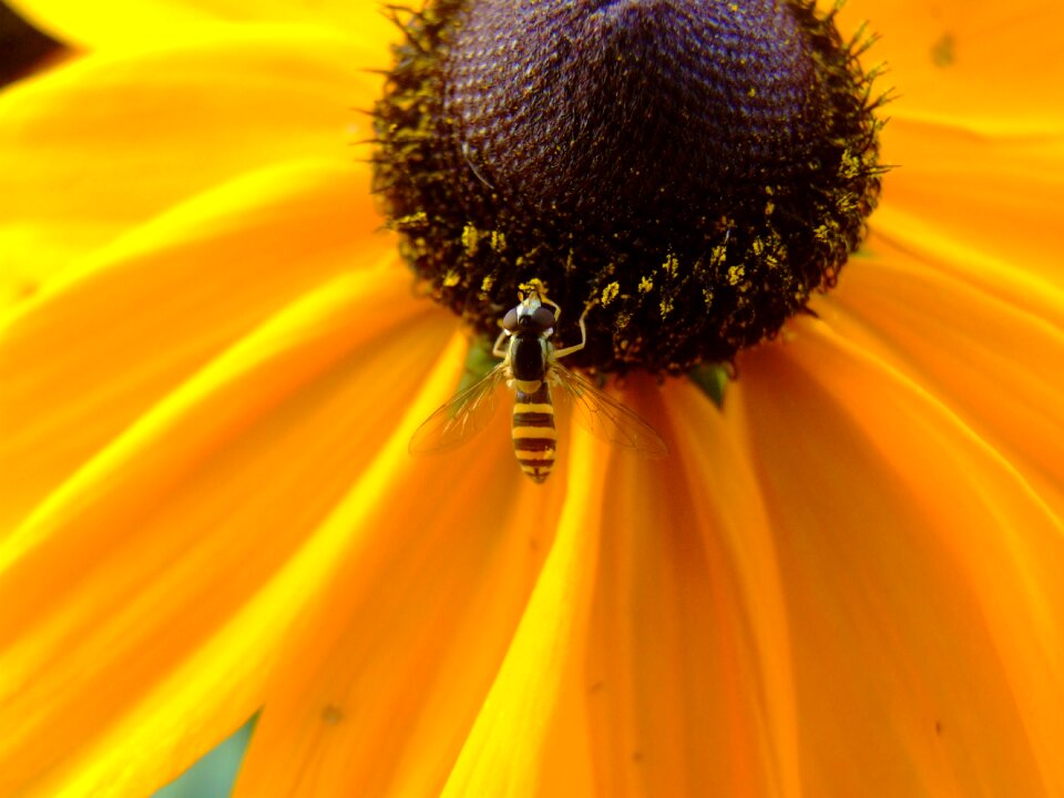 Rudbeckia forage animal