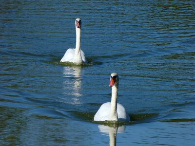 Afloat pond white