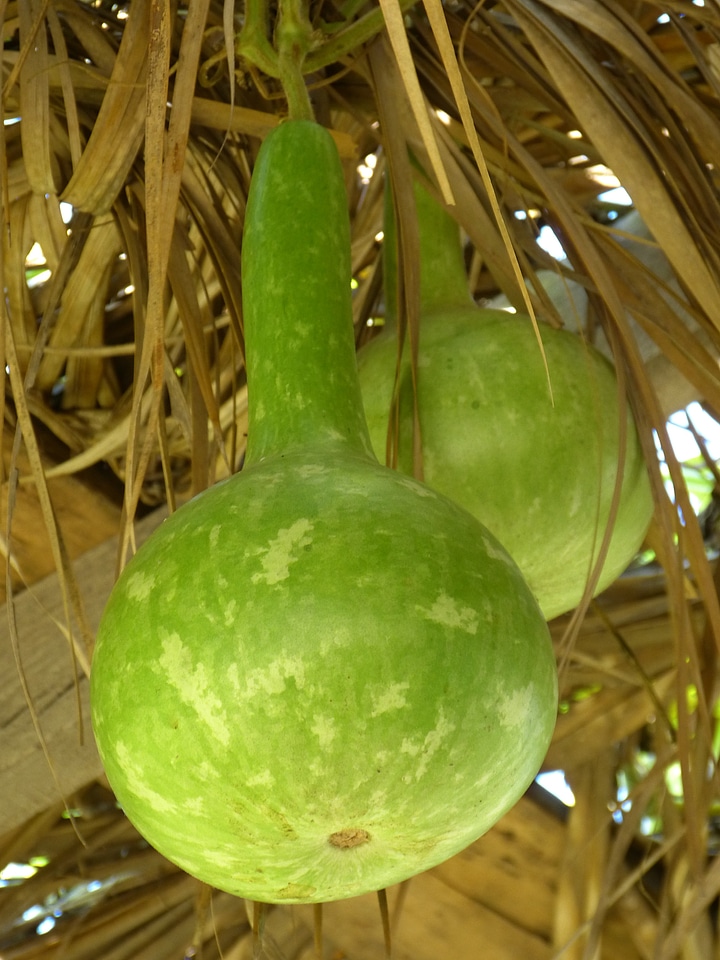 Depend pumpkin art cucurbitaceae