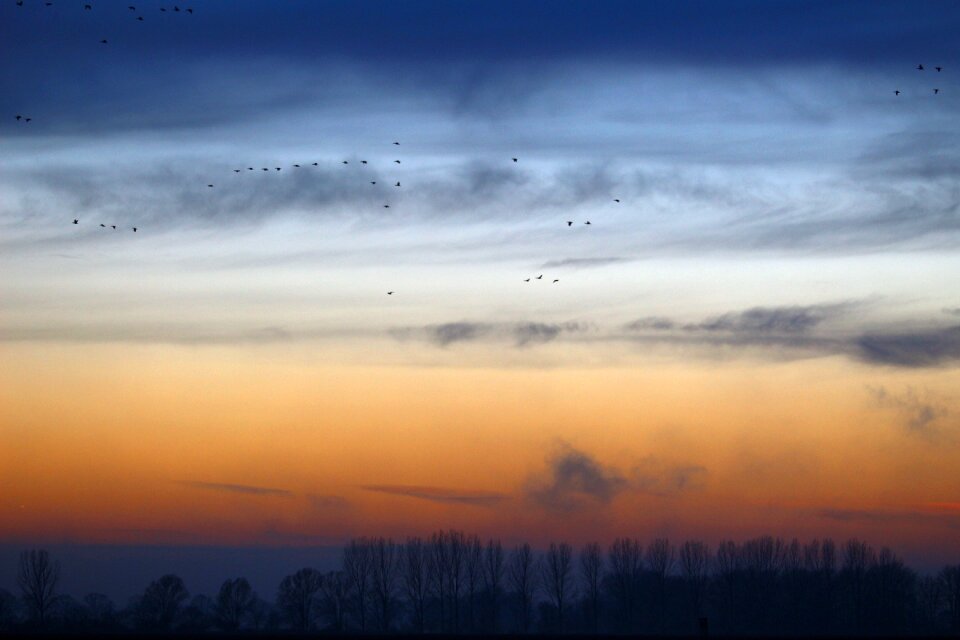 Field geese migratory birds