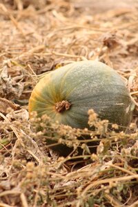 Fall harvest