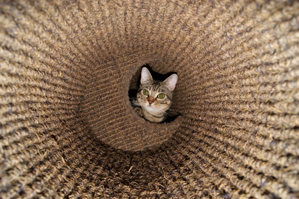 Domestic cute pet