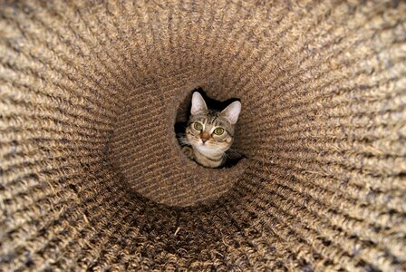 Domestic cute pet