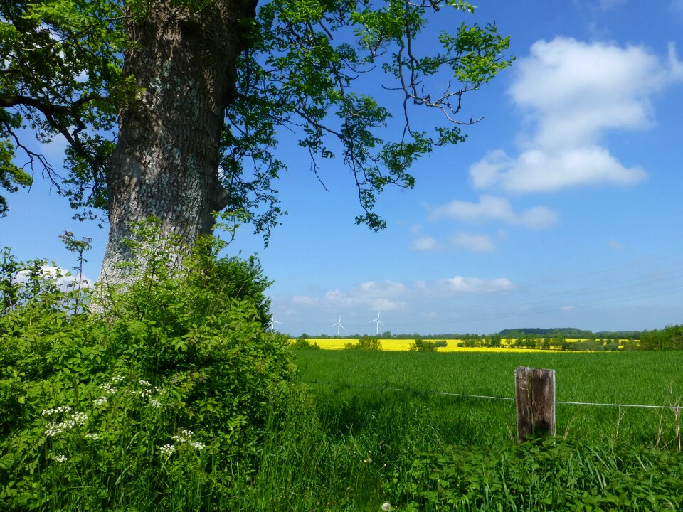 Field spring cheerful