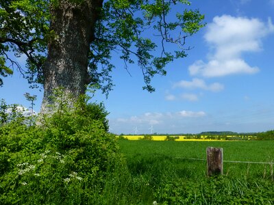 Field spring cheerful