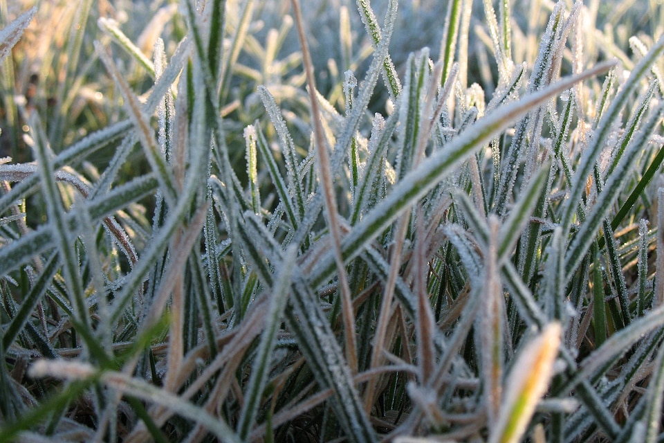 Macro detail ice
