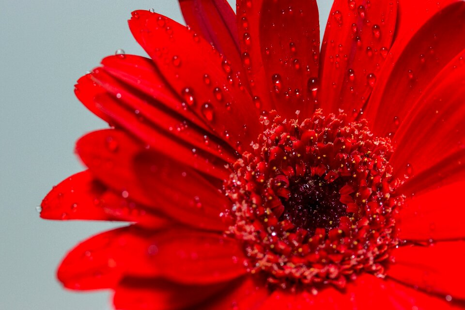 Red gerbera close up
