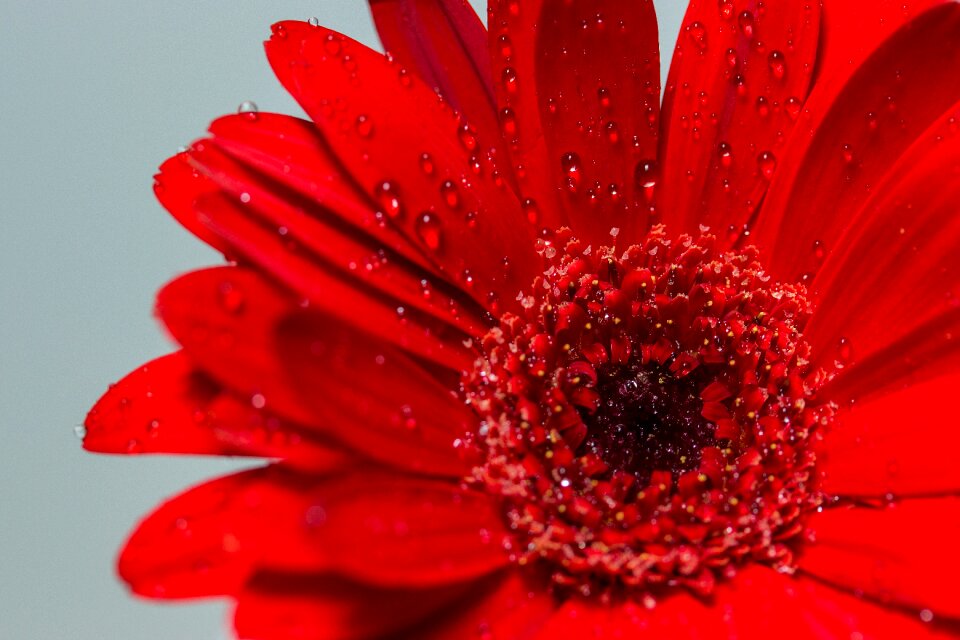 Red gerbera close up photo