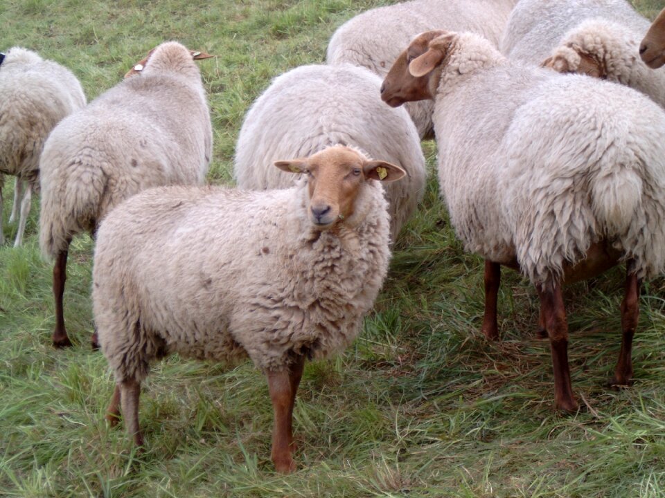 Dike animals herd animals