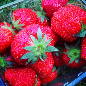 Food healthy fruit