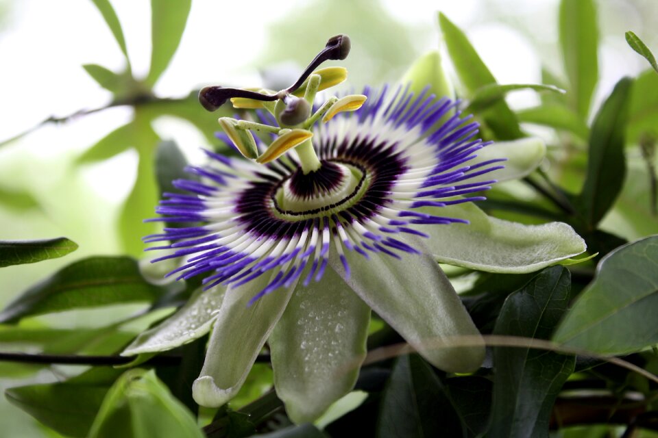 Violet nature flower