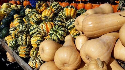 Autumn thanksgiving