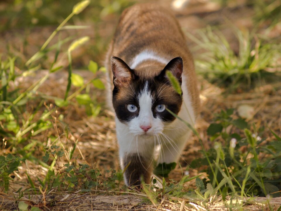 Nature felines walks