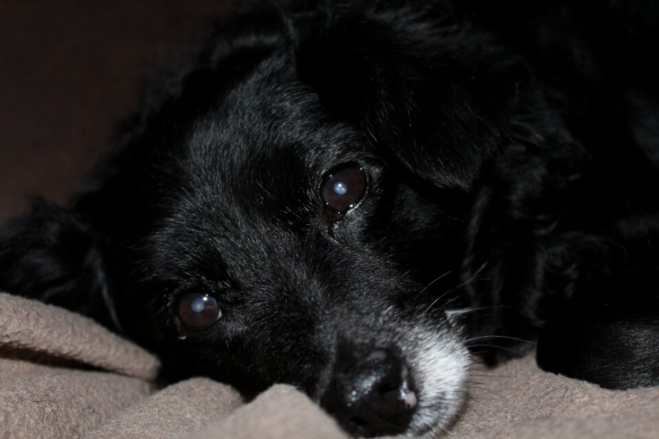 Head lying lazy dog