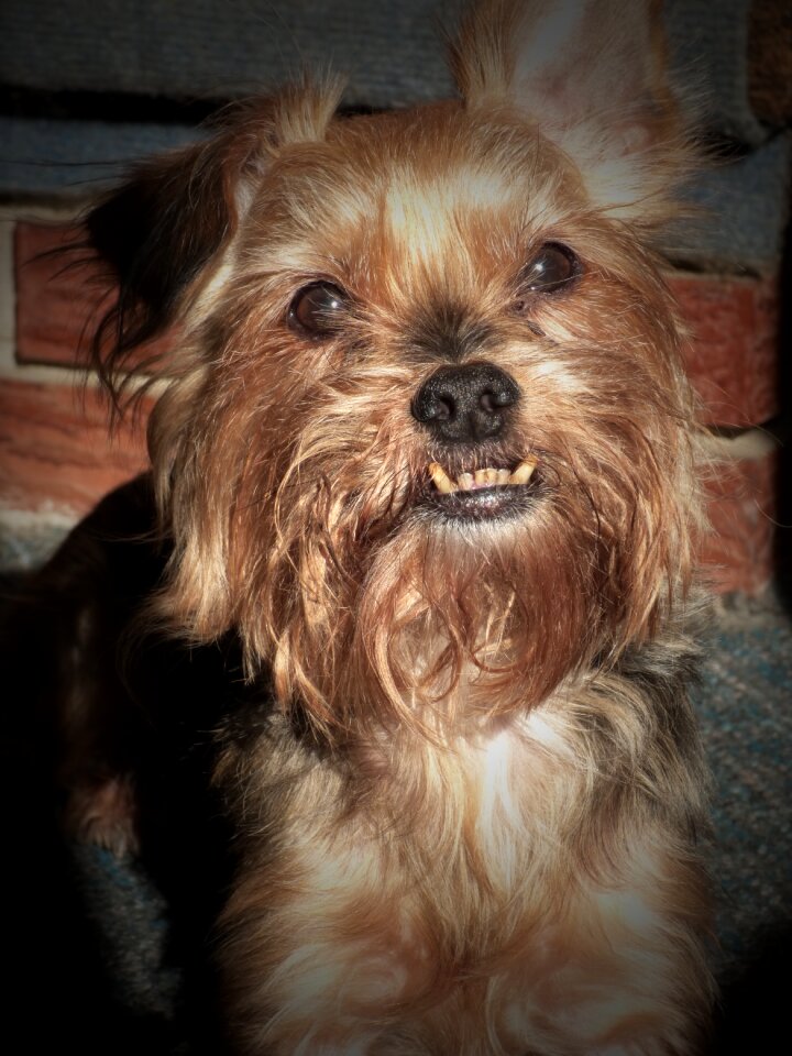 Breed animal teeth