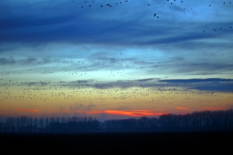 Field geese migratory birds