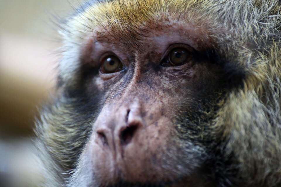 Animal animals animal world