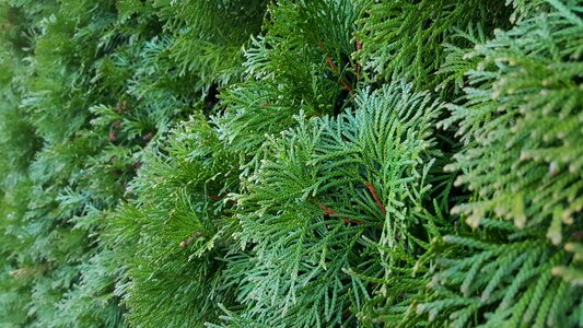 Bush garden needles