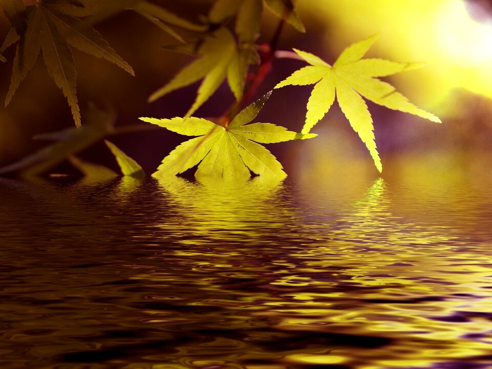 Fresh green green japanese maple