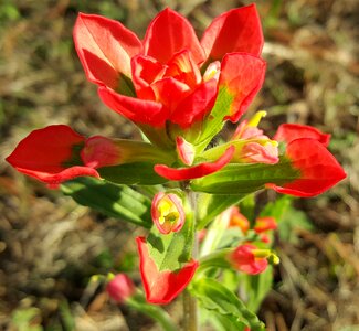 Red petals spring photo