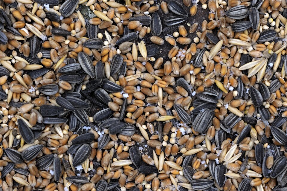 Cores food bird food