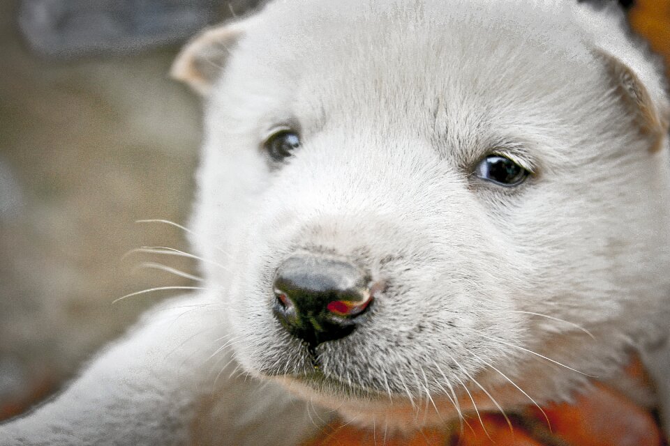 Puppy country dog korean jindo dog