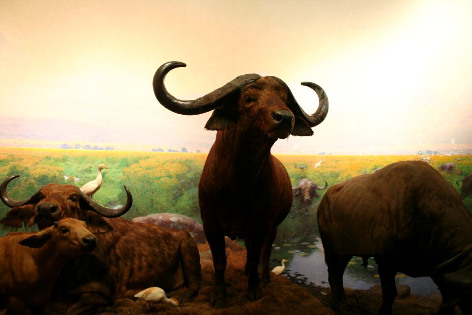 Bull zoo Free photos