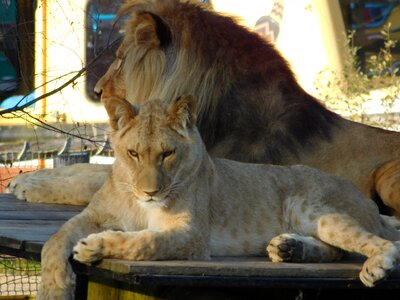 Lion wildlife park animal photo