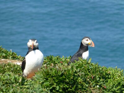 Wildlife pembrokeshire wales