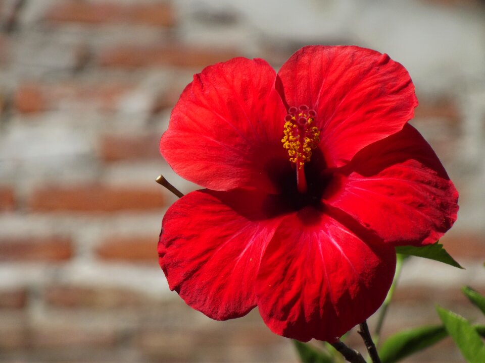 The china rose summer nature