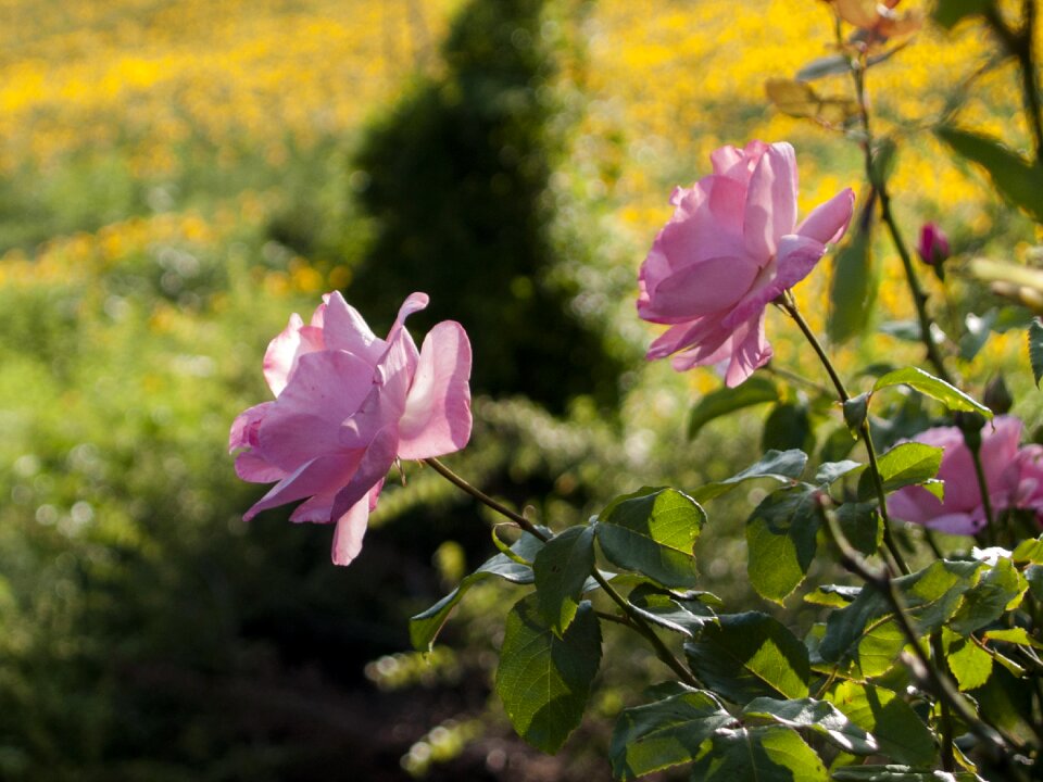 Petals blossomed plants