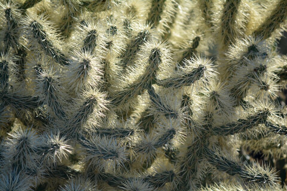 Salt river saguaro lake
