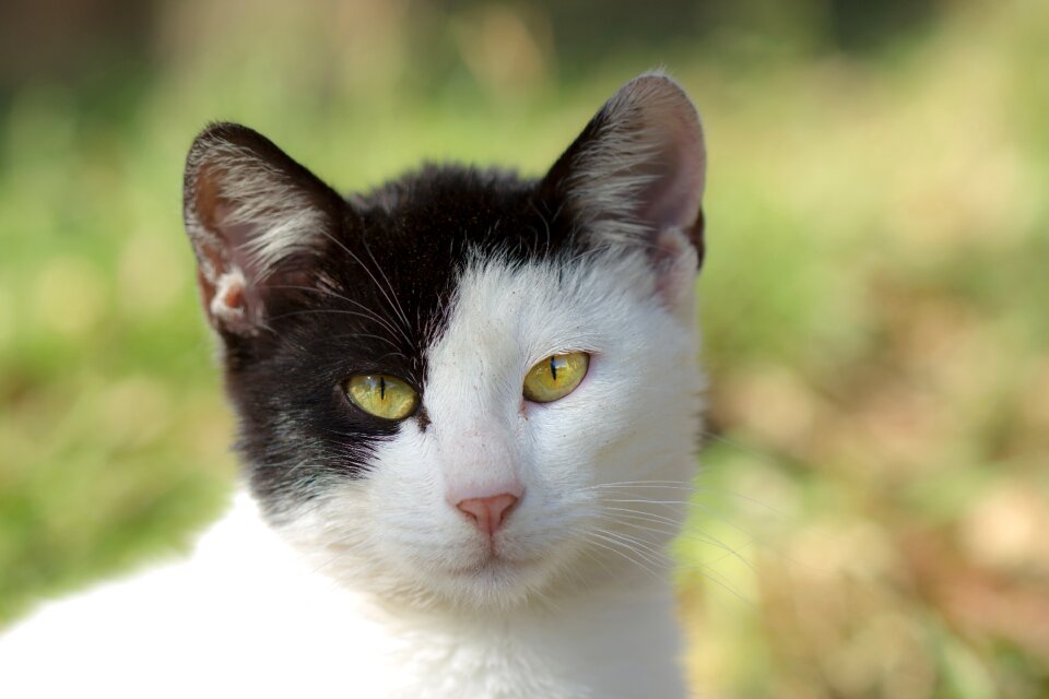 White animal pet