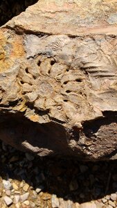Fossil stone earth