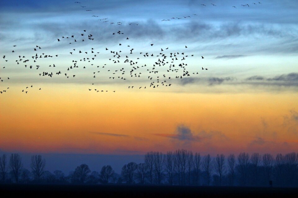 Field geese migratory birds