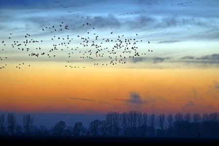 Field geese migratory birds