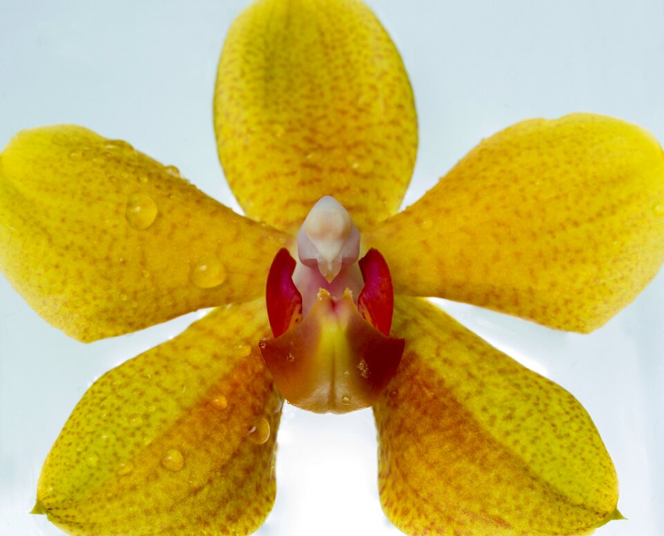 Plant yellow close up